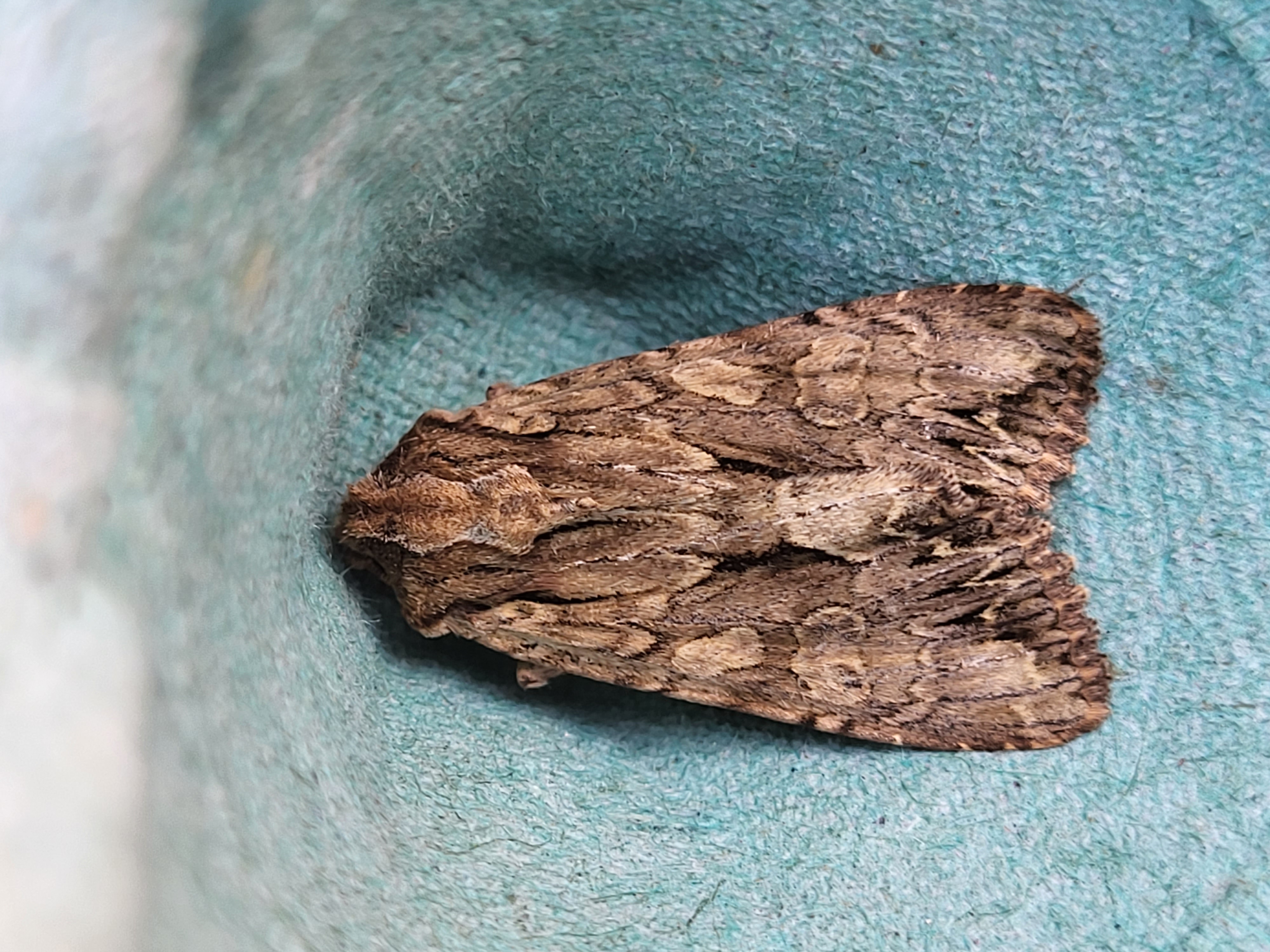 Photo of Dark Arches (Apamea monoglypha)